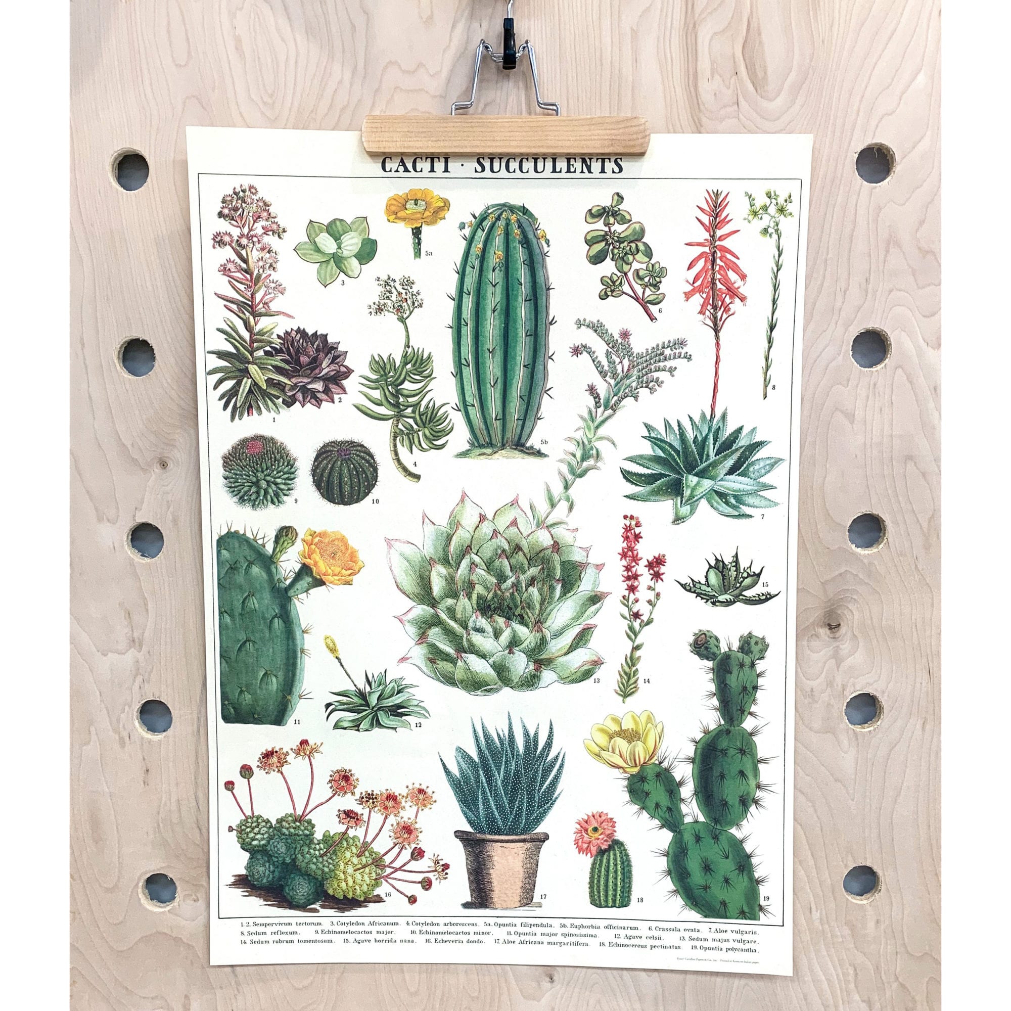 Vintage Poster Cactus & Succulents Milka
